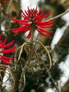 Red aloe in Mexico