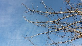 branches with buds of a large tree against the sky