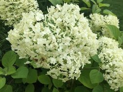 white garden hydrangea close-up