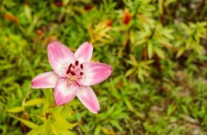lily flower in late summer