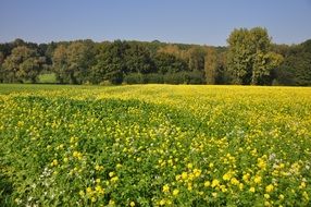 field with yellow flowers in belgium