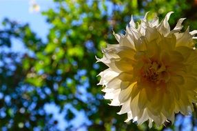 yellow dahlia in the bright sun close up