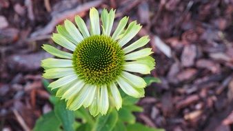 Green Macro