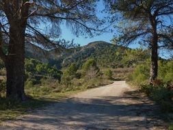 rural path among pine trees in Spain