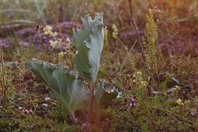 Green sea kale in the garden among the colorful plants