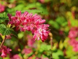 bush with pink flowers in spring