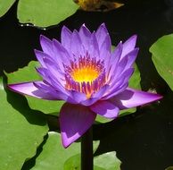 closeup photo of lily flower in the pond of Karnataka