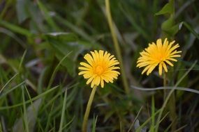 two yellow dandelions in tall grass close-up