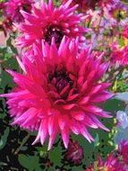 bright pink Dahlia Blossom Flower in a garden