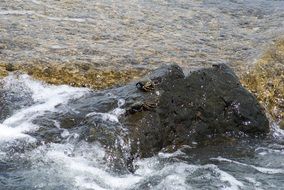 Crabs on stone in water at coast