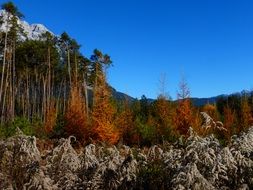 wild autumn forest