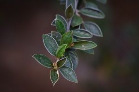 Leaves Green Nature