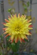 yellow dahlia in the garden