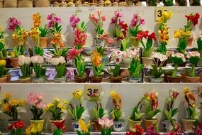 variety of orchids in flower pots