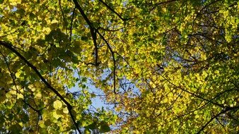 tree tops in the autumn