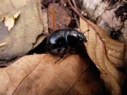black beetle in autumn brown foliage close-up