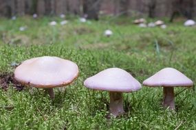 Mushrooms Forest Three