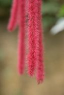 plant with long hairy inflorescences