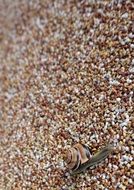 snail shell on the sand close-up