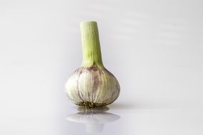 young garlic on a white background