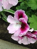 Pelargonium Zonale Flower