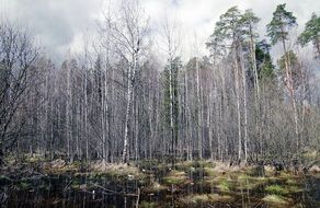 birch trees in the forest on an autumn day