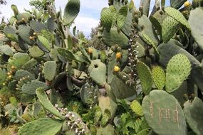 Prickly pears in nature
