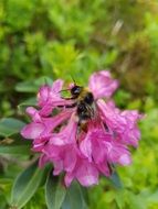 Bee on a Pink Alpine Rose