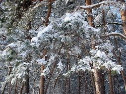 snowy pines in winter day