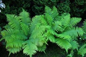 green plants in the spring forest