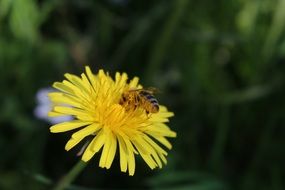 bee on a yellow dandelion