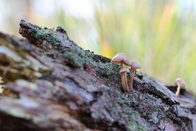 small brown mushrooms on a tree bark