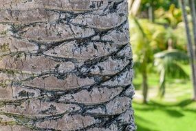 bark of palm tree close-up