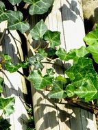 Ivy Vedben Plant Creeper on wooden fence