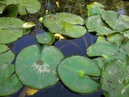Water Lilies Pond Lily