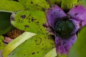 exotic plant with purple flower close up