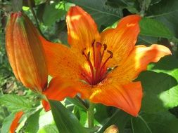 orange lily with buds on a bush close-up