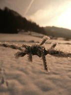 evening sun on the frozen fence