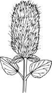 black and white graphic representation of a plant with an elongated hairy inflorescence