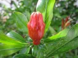 pomegranate bloom with green leaves