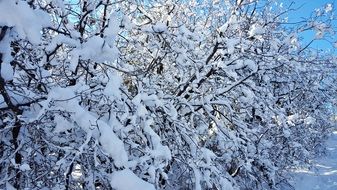 snowy trees scenery