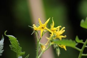 Yellow blooming tomato flowers close-up on blurred background