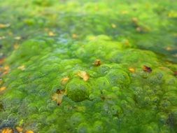 pond in thickets of green algae