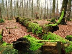 logs in green moss in the forest