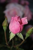 Pink rose flower with green buds