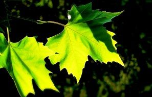 magic beauty Leaves