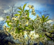 picturesque and pretty Spring Flower