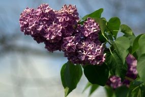branch of lilac close-up on a blurred background