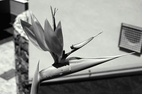 flower like a bird in black and white image