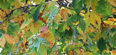 colorful foliage in golden autumn